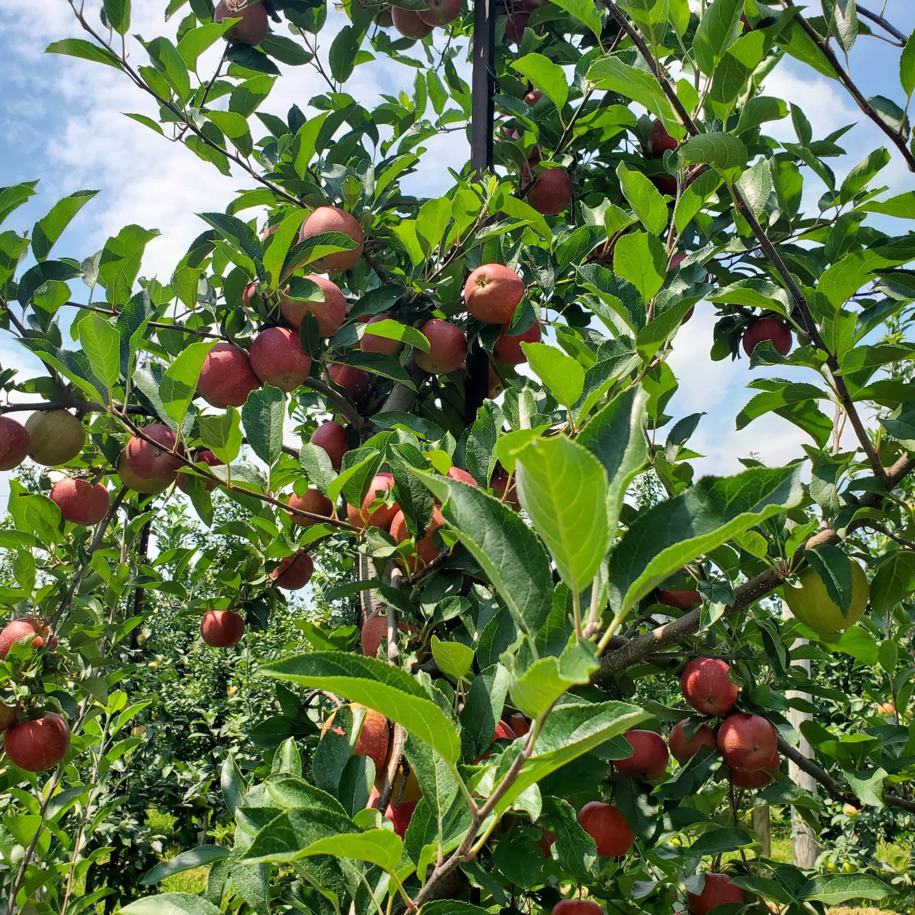 Apple trees heavy with red apples under a blue summer sky